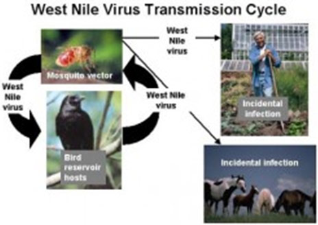 West Nile Virus Transmission Cycle